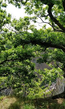 Opal Lake-伯恩霍尔姆