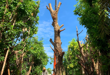 សួន ភួងសោមនស្ស (Phoung Saomonos Garden)景点图片