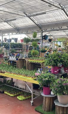 Gamm Vert-拉比谢尔