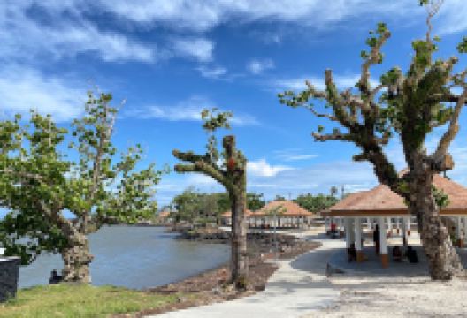 Lions Park景点图片