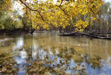 Worthwine Island Conservation Area景点图片