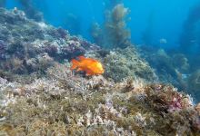 Catalina Divers Supply购物图片