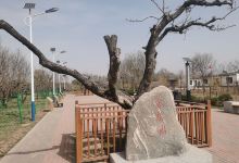 大运河贡梨公园景点图片