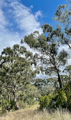 Drummond Apex Lookout-阿米代尔