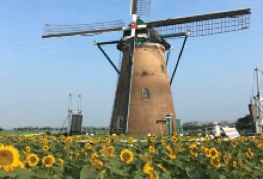 Sakura Hometown Square景点图片