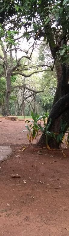 Botanical Garden of Asunción-亚松森