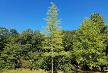 Polly Hill Arboretum景点图片