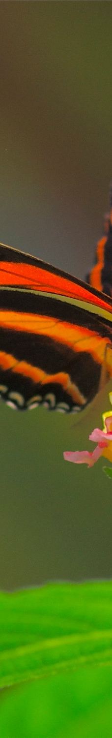 The Tropic of butterfly-埃尔讷