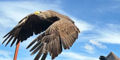 Deutsche Greifenwarte