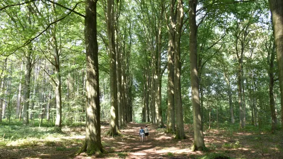 Arboretum Tervuren