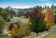 Golden Valley Tree Park景点图片