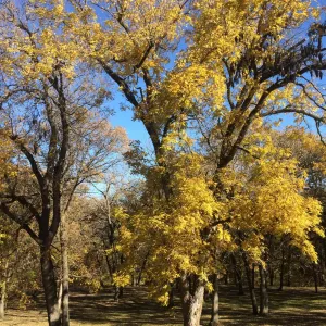Sioux City
