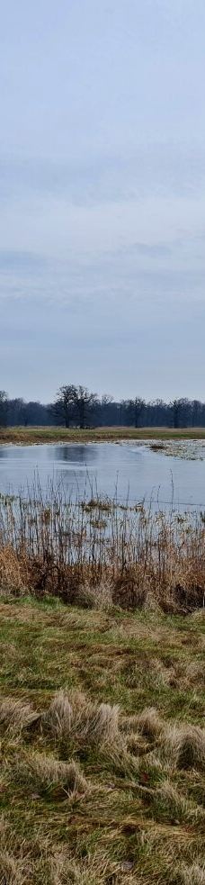 Rogalin Landscape Park-伯灵顿