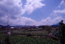 Haman Lotus Theme Park景点图片