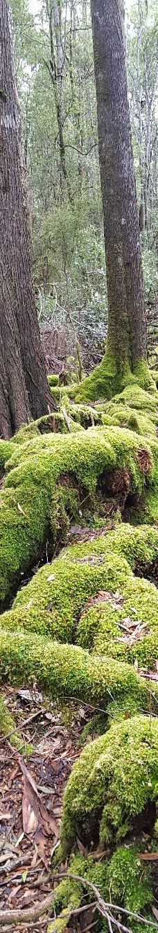Tall Trees Walk-Mount Field