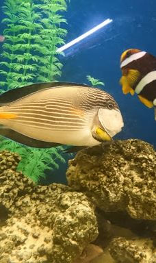 MORELIA ZOO ACUARIUM-莫雷利亚