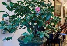 VƯỜN HOA MỘC,TRÀ HẢI NGỌC景点图片