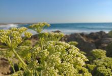 Habonim Beach Nature Reserve景点图片