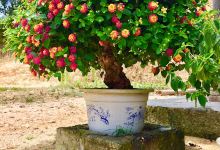 Vườn cây cảnh Trương Lợi景点图片