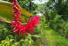 Fagasā Pass Trailhead to Mt. 'Alava Hiking Trail景点图片