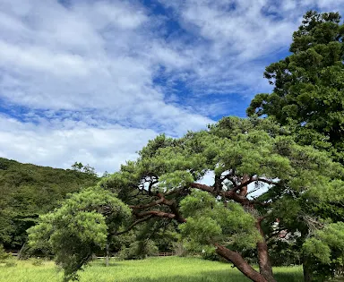 原生沼