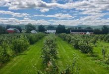 Willowbank U-Pick Farm景点图片