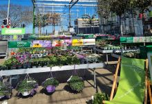 Gartenbaumschule Hau Bornheim-Walberberg购物图片
