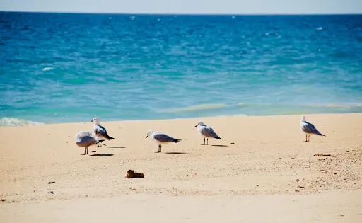Myalup Beach