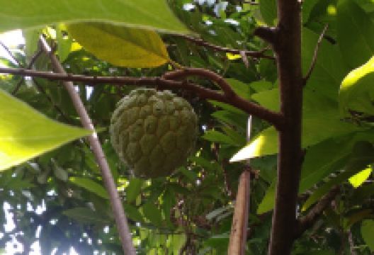 Toga Herbal景点图片