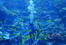 大分海之卵水族馆景点图片
