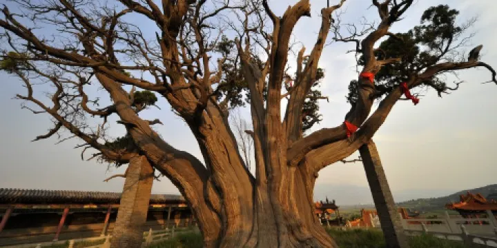 秦柏旅遊生態園區-秦柏禪院