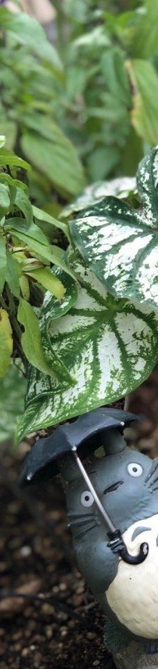 汤之坪街道-由布市