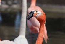 Zoo Queretaro Wameru景点图片