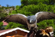 Garden Of Eagles景点图片