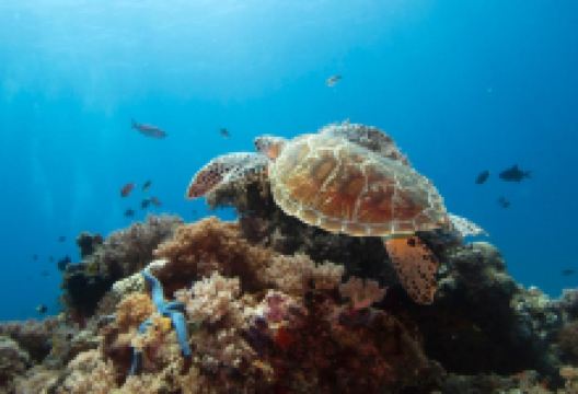 Buccaneer Diving购物图片