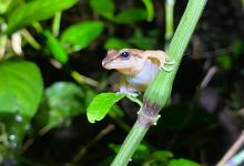 Lago Mindo Frog Concert景点图片