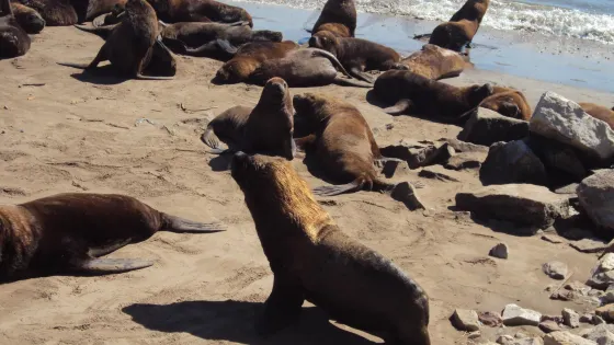Reserva de Lobos Marinos