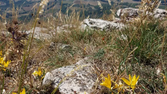 Monte Tezio