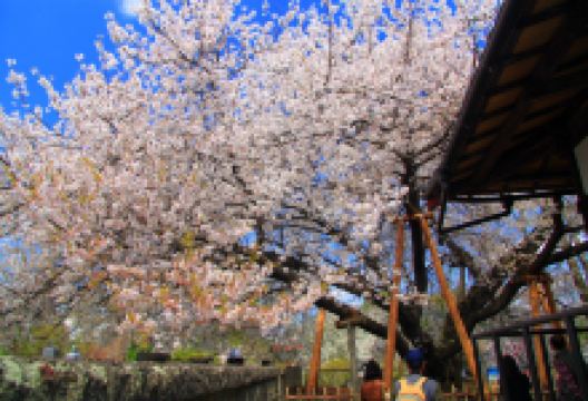 石戸蒲サクラ景点图片