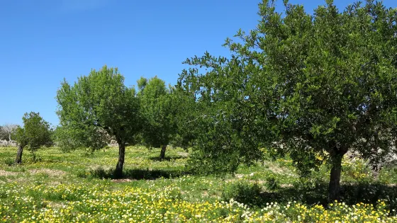 Talaiots Capocorb Vell