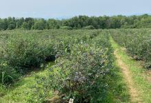 Pelkey's Blueberries景点图片