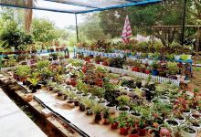Kak Na Nursery景点图片