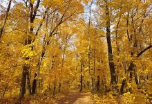 Wright County Park Forest Trail景点图片