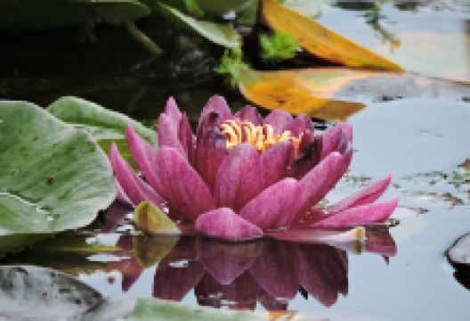 Vivero acuático Kementári购物图片