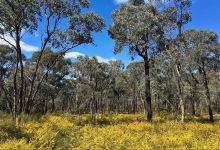 Greater Bendigo National Park景点图片