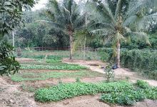 Kebon Sayur Supri景点图片