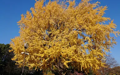 平塚市総合公園