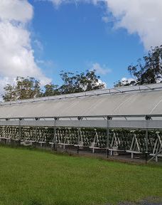 Ricardoes Tomatoes-Blackmans Point