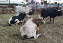 Bates County Fair景点图片