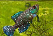 Cá Cảnh Hồng Duy购物图片